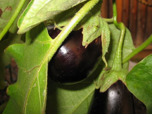 Eggplant