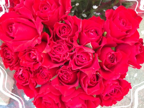 Red Roses Italy An Italian Lesson for Valentine’s Day | Blogging In Italy