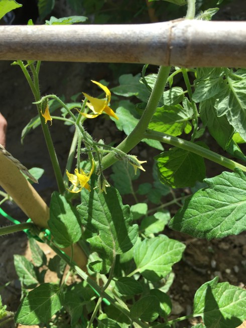 ©Blogginginitaly.com