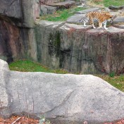 Lincoln Park Zoo©Blogginginitaly.com