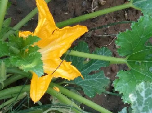 ©Blogginginitaly.com