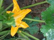 ©Blogginginitaly.com