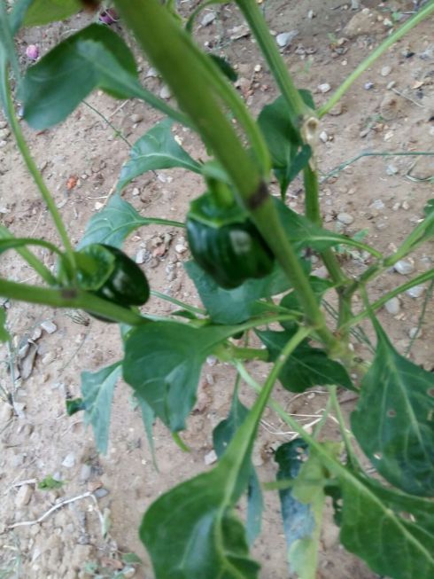 ©Blogginginitaly.com