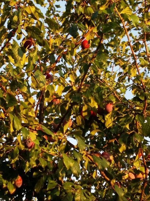 ©Blogginginitaly.com