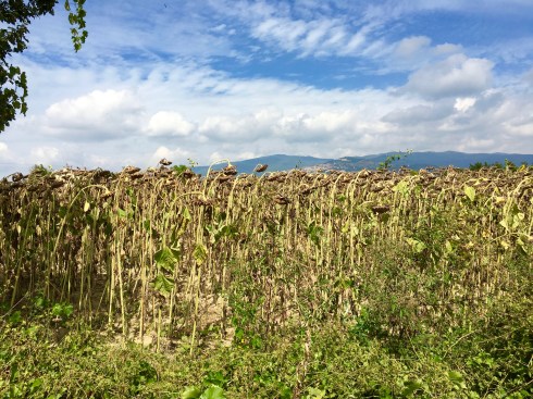 ©Blogginginitaly.com